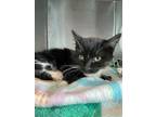 Adopt 55258988 a All Black Domestic Mediumhair / Mixed cat in El Paso