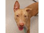 Adopt River a Tan/Yellow/Fawn American Staffordshire Terrier / Mixed Breed