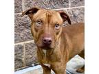 Adopt Taz a Brindle Mixed Breed (Medium) / Mixed Breed (Medium) / Mixed (short