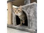 Adopt Cosette a Tan or Fawn Domestic Shorthair / Domestic Shorthair / Mixed cat