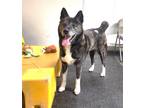 Adopt Emi a Brindle Akita / Mixed dog in Walnut Creek, CA (40768102)