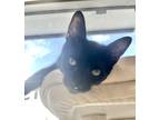 Adopt Sizzle a All Black Domestic Shorthair (short coat) cat in VENTURA