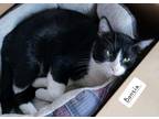 Adopt Bonsai a Black & White or Tuxedo Domestic Mediumhair (medium coat) cat in