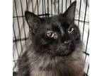 Adopt Kimble a Domestic Shorthair / Mixed (short coat) cat in Clayton