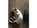 Adopt Montou a White (Mostly) Domestic Shorthair (short coat) cat in