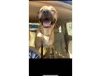 Adopt Samir a Tricolor (Tan/Brown & Black & White) Mastiff / Mixed dog in