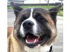 Adopt Tobi a Tricolor (Tan/Brown & Black & White) Akita / Mixed dog in Walnut