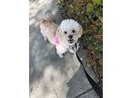 Adopt Millie a White Poodle (Miniature) / Maltipoo / Mixed dog in Lake Forest