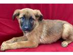 Adopt Sable a Red/Golden/Orange/Chestnut German Shepherd Dog / Labrador
