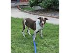 Adopt K. S. Laverne a Australian Shepherd / Brittany / Mixed dog in Norman
