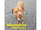 Adopt Alexendrite a Brindle American Pit Bull Terrier / Mixed Breed (Medium) /