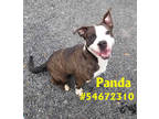 Adopt Panda a Black American Pit Bull Terrier / Mixed Breed (Medium) / Mixed