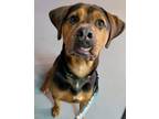 Adopt Coffee a Rottweiler / Hound (Unknown Type) / Mixed dog in Versailles