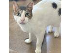 Adopt Shell a Domestic Shorthair / Mixed cat in Port Washington, NY (40219588)
