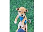 Adopt Yogi* a Tan/Yellow/Fawn Border Terrier / Mixed dog in El Paso