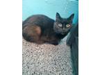Adopt Kiwi a All Black Domestic Shorthair (short coat) cat in Circleville
