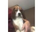 Adopt Leroy Jenkins a Tricolor (Tan/Brown & Black & White) Beagle / Mixed dog in