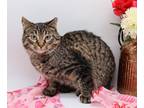 Adopt Nougat a Brown Tabby Domestic Shorthair / Mixed cat in Muskegon