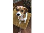 Adopt Lanky a Brown/Chocolate - with White Beagle / Mixed dog in Columbia