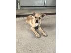 Adopt Noah Wylie a Tan/Yellow/Fawn Australian Cattle Dog / Great Pyrenees /