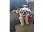 Adopt Summer a White - with Gray or Silver Shih Tzu / Mixed dog in Cincinnati