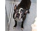 Adopt Chino a Black Boston Terrier / Mixed dog in Atlanta, GA (40766441)
