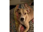 Adopt Oakley a Tan/Yellow/Fawn - with White Mutt / Mixed dog in Middlebury
