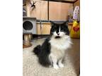 Adopt 2023-08-167 *Demi* a Domestic Longhair / Mixed (long coat) cat in Winder