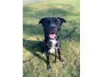 Adopt Bartholomew a American Pit Bull Terrier / Mixed dog in Bloomington