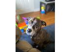 Adopt Scout a American Pit Bull Terrier / Mixed dog in Bloomington