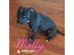 Adopt Molly (Courtesy Post) a Black Pit Bull Terrier / Mixed dog in Council