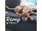 Adopt Remy (Courtesy Post) a Tan/Yellow/Fawn Pit Bull Terrier / Mixed dog in