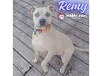 Adopt Remy (Courtesy Post) a Tan/Yellow/Fawn Pit Bull Terrier / Mixed dog in