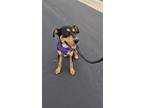 Adopt Artemis SC a Rottweiler dog in San Angelo, TX (40765770)