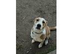 Adopt Eevee SC a Labrador Retriever dog in San Angelo, TX (40765769)