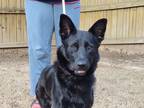 Adopt Josie a Black German Shepherd Dog / Mixed dog in Dacula, GA (39709604)