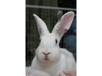 Adopt Curacoa / Sambuca a Other/Unknown / Mixed (short coat) rabbit in