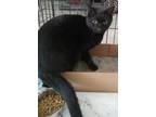Adopt Midnight a Domestic Shorthair / Mixed (short coat) cat in Brownwood