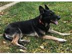 Adopt Maria a Black - with Tan, Yellow or Fawn German Shepherd Dog / Mixed dog