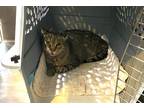 Adopt Squishy a Domestic Shorthair / Mixed (short coat) cat in Bourbonnais