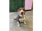 Adopt Mara Jade* a Brown/Chocolate Bull Terrier / Mixed dog in El Paso