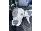 Adopt 55266412 a White Pit Bull Terrier / Mixed dog in El Paso, TX (40763458)