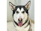 Adopt Hudson a Siberian Husky / Mixed dog in Osage Beach, MO (39370315)