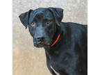 Adopt AC a Black Labrador Retriever / Mixed Breed (Medium) / Mixed (short coat)