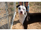 Adopt Zero a Black American Pit Bull Terrier / Mixed Breed (Medium) / Mixed