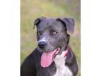 Adopt Joy a Gray/Silver/Salt & Pepper - with White Mixed Breed (Large) / Mixed