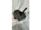 Adopt Dill a Grey/Silver American / Mixed (short coat) rabbit in Latrobe