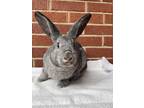 Adopt Basil a Grey/Silver American / Mixed (short coat) rabbit in Latrobe