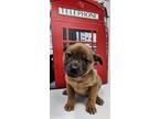 Adopt BLINI a Red/Golden/Orange/Chestnut Shar Pei / Beagle / Mixed dog in