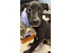 Adopt Lamaia- IN FOSTER a Black Mixed Breed (Large) / Mixed dog in Chamblee
